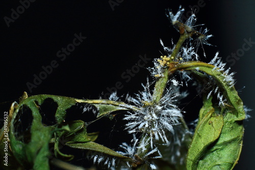 Hoar Frost On Plant Leaves Green Extreme Close-Up Macro Photography Nature Background