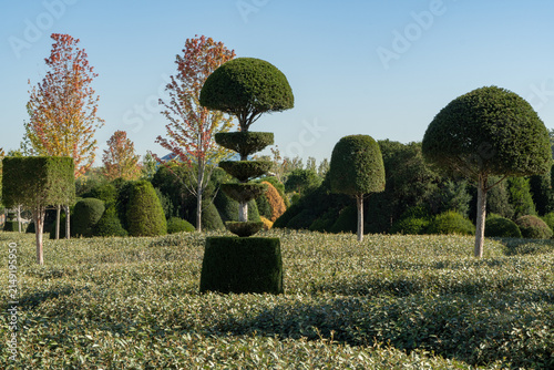 Landscaped Topiary park with trimmed yew (Tysus baccata) bushes. In foreground is trimmed yew bush with multiple spherical layers. Public city park Krasnodar or Galitsky