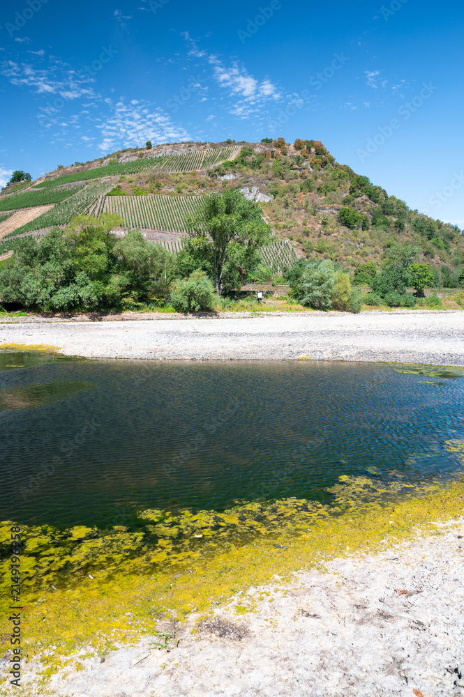Naklejka premium River with low water level, rhine valley with vineyards, Germany, dry riverbed due to extreme drought in Europe, filamentous algae floating on water surface