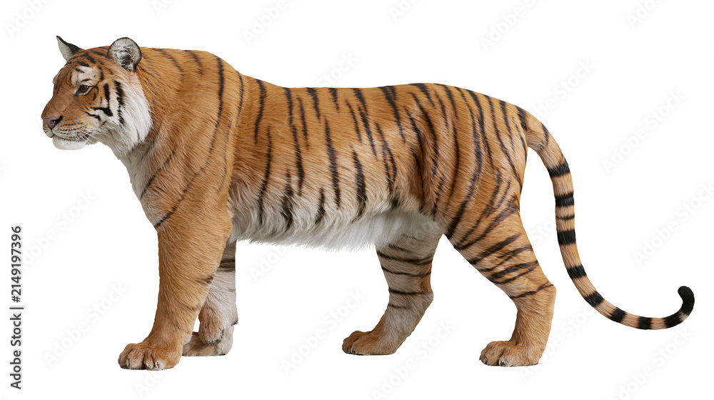 Obraz premium Bengal tiger standing profile view