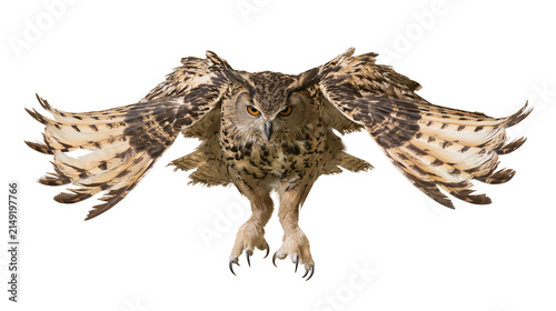 Canvas Print Eurasian Eagle Owl with wings spread wide in flight