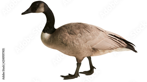 Canada Goose standing profile view