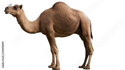 Quadro su tela Dromedary camel with one hump standing