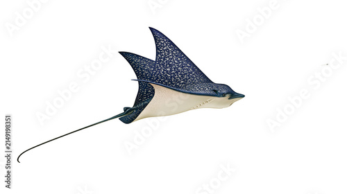 Photography Spotted eagle ray swimming with long tail