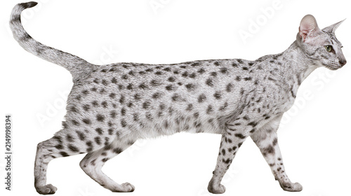 Foto Spotted Oriental Shorthair Cat Walking Side View