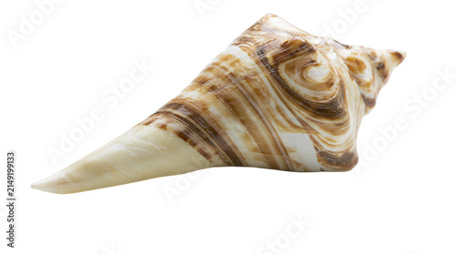 Fotografie Pointed spiral seashell with brown and white swirls