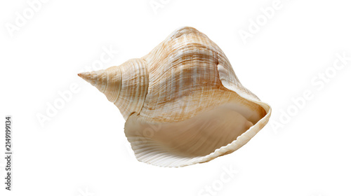 Obraz na plátně Spiral seashell with textured ridges and smooth interior