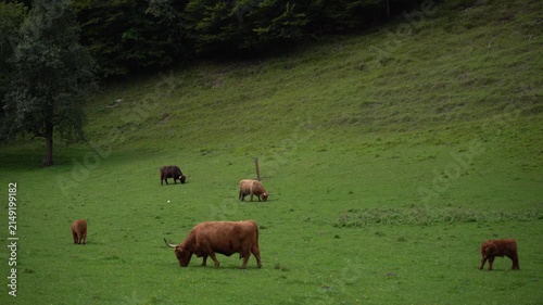 Fluffy Highland cows grazing on green alpine meadow at entrance of Logar valley Slovenia