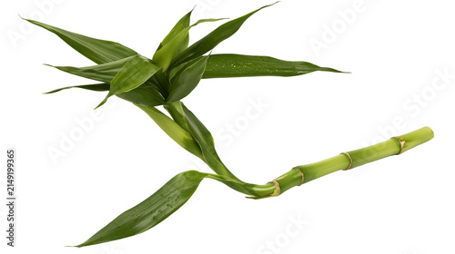 Fotografía Lucky bamboo plant stem with green leaves