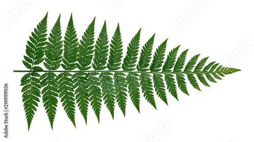 Картината върху платно Green fern frond with delicate serrated leaves