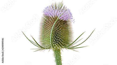 Wild Teasel flower head with purple bloom and spiky green bracts