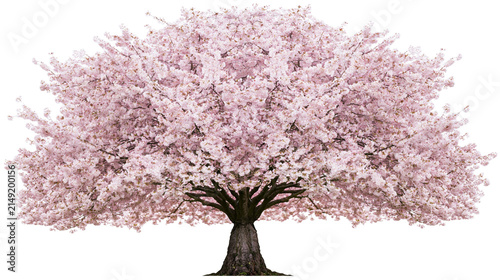 Blooming cherry blossom tree with pink flowers and dark trunk