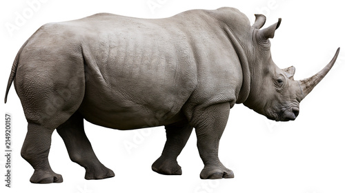 Fotografie White rhinoceros with large horn side view, full body