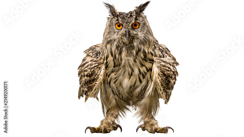 Canvas Print Eurasian Eagle Owl with bright orange eyes and feathered legs