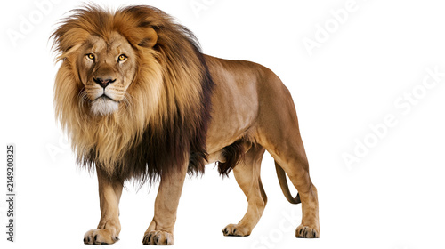 Photography Majestic male lion with full mane standing