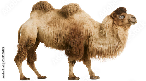 Фотография Bactrian camel with two humps and long shaggy fur