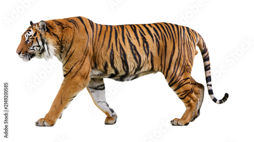 Bengal tiger walking profile view with black stripes