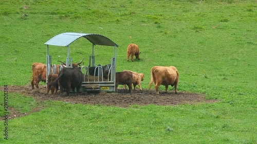 Fluffy Highland cows grazing on green alpine meadow at entrance of Logar valley Slovenia