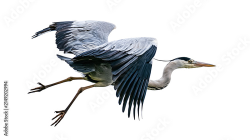 Fotografía Grey Heron bird in flight with wings spread wide