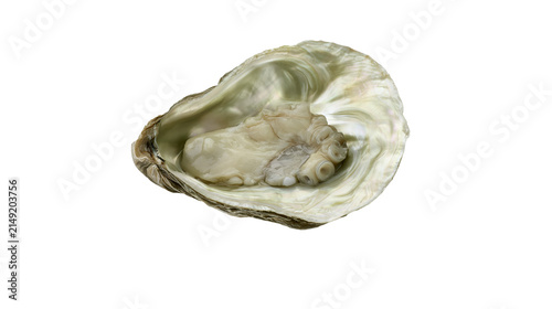Canvas Print Open oyster with raw meat and iridescent shell
