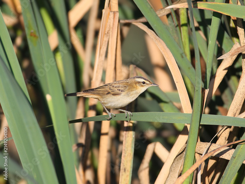 Quadro su tela Sedge Warbler / Acrocephalus schoenobaenus — side profile perched horizontally on a reed blade against green vegetation
