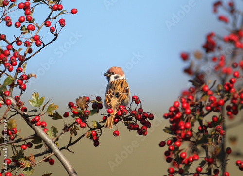 Konstfotografi A Eurasian tree sparrow perched among dense branches of a hawthorn bush loaded with bright red berries