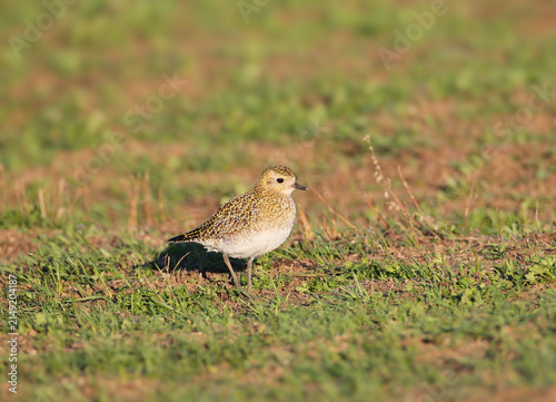 Canvastavla A European golden plover in winter plumage standing on patchily vegetated soil, shot from a low angle