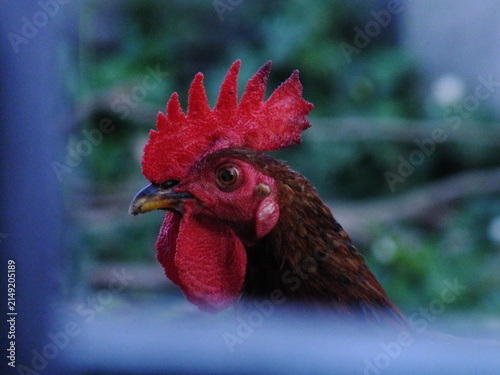 Foto rooster in the yard