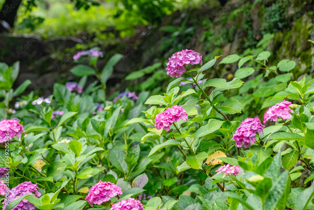 Fototapeta premium アジサイの花 昼間 / Hydrangea Flowers in Daylight