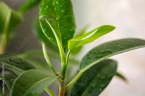 Close-up photograph of young ficus leaves with fresh water droplets captured in soft natural light emphasizes healthy growth, vibrant color, and botanical beauty for premium commercial use