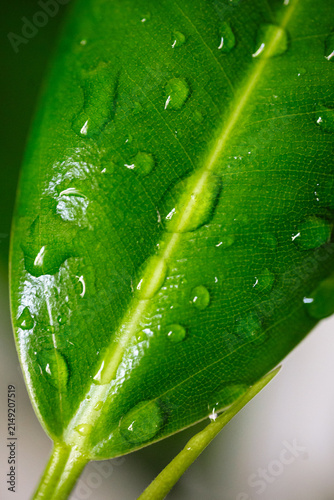 Close-up macro photograph of a fresh green ficus leaf covered with water droplets in soft natural light highlights vibrant texture, moisture, and botanical beauty for premium commercial use