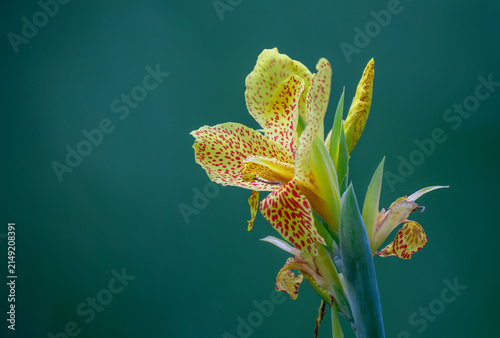 Bright yellow Canna Indica Flower Bud with Large Green Leaves, Tropical Botanical Plant Growing in a Summer Garden with Natural Sunlight.