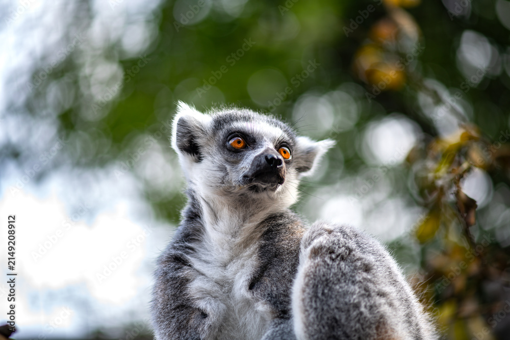 Fototapeta premium Ring tailed lemur portrait with striking orange eyes