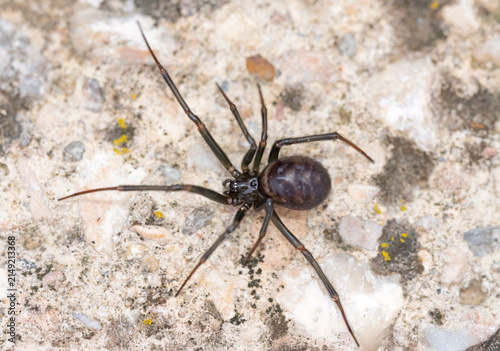 Quadro su tela Close-Up of a False Widow Spider, Steatoda grossa on a Rough Surface
