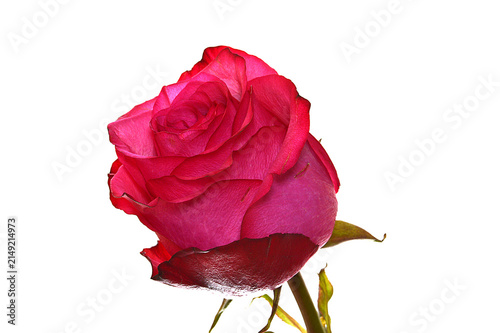 flower isolated on white background