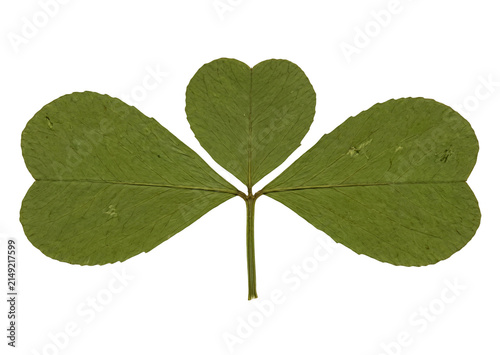 Green Three-Leaf Clover on White Background