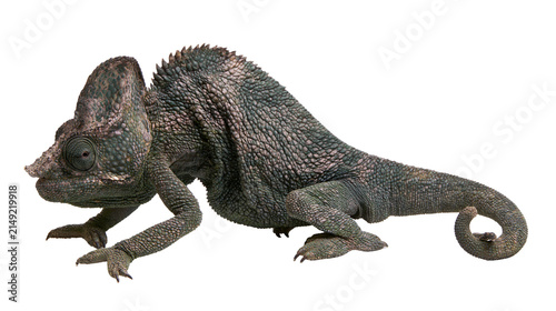 Photography Green chameleon with textured skin and coiled tail