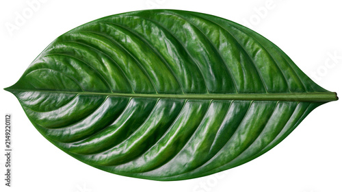 Photography Glossy green tropical leaf with prominent veins