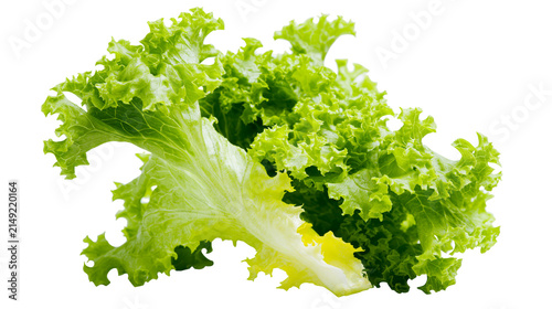 Fresh green curly lettuce leaves with yellow stem