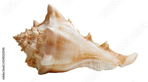 Obraz na plátně Large spiky seashell with orange and white stripes