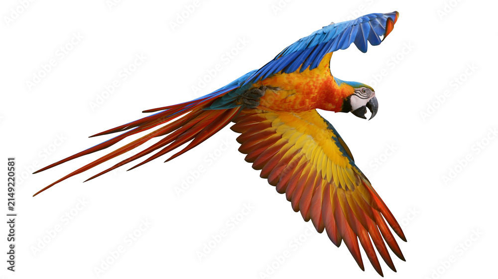 Fototapeta premium Blue and yellow macaw parrot in flight with spread wings
