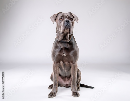 Cute spotted dog sitting on white background with leash.