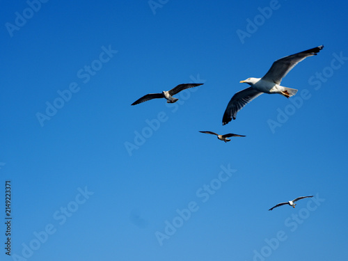 Cuadro en lienzo Three seagulls flying together against a clear deep blue sky