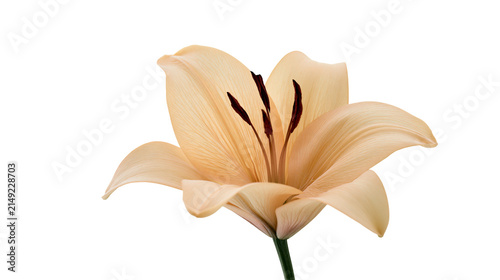 Foto Peach lily flower with dark stamens and green stem