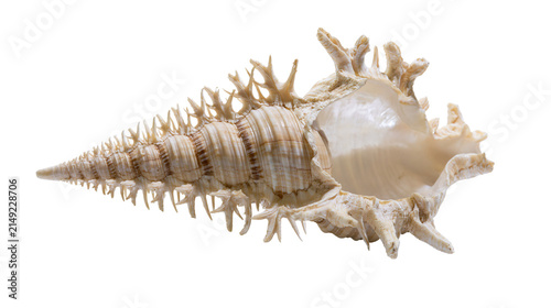 Obraz na plátně Spiky spiral seashell with textured ridges and flared opening