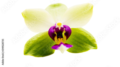 Obraz na plátně Orchid flower with yellow petals and purple center