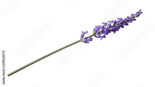 Konstfotografi Purple lavender flower spike with green stem