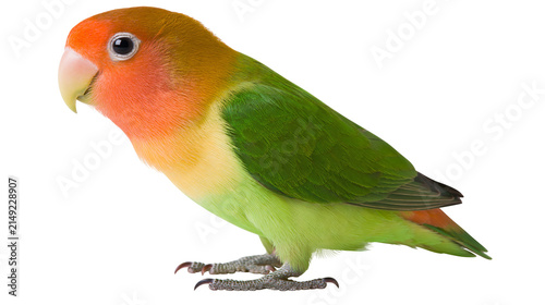 Canvas Print Fischer s Lovebird with orange yellow, and green plumage
