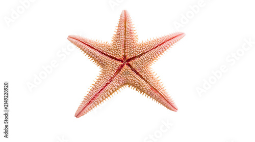 Foto Pinkish orange starfish with five arms and spiny texture