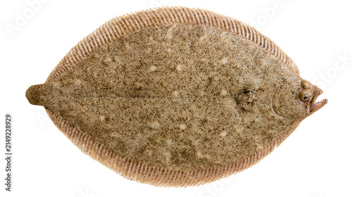 Fotografía Flatfish with speckled brown skin and fins